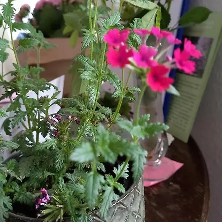 Agnes Vintage Ubytování v soukromí